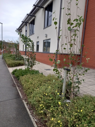 New trees outside the medical centre